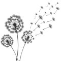 Vector illustration dandelion time. Two dandelions blowing in the wind. The wind inflates a dandelion isolated white Royalty Free Stock Photo