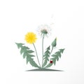Vector illustration dandelions with seed head, green leaves, yellow flower and red ladybug. Summer or spring wild field flower on Royalty Free Stock Photo