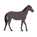 vector illustration of a dark gray horse isolated on a white background. Royalty Free Stock Photo