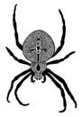 Vector illustration of decorative, zentangle, stylized araneus spider, in black color