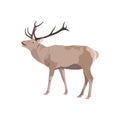 Vector illustration of deer with antler