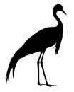 Demoiselle crane