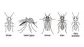 Vector illustration depicting different types of insects on a white background Royalty Free Stock Photo