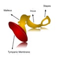 Vector illustration and description of tympanic membrane with bony ossicles. Tympanic membrane or myringa Royalty Free Stock Photo