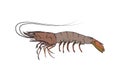 Vector Illustration design element of Prawn, Shrimp isolated on white background.