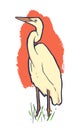 Vector illustration design of a Great white egret in color