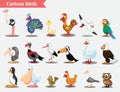 Vector illustration of different kind of birds. Cute cartoon birds. Vector illustration Royalty Free Stock Photo
