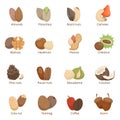 Vector illustration of different nuts. Vector set isolate Royalty Free Stock Photo