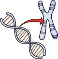 DNA and chromosome vector