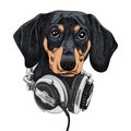 Vector illustration dog breed dachshund in the music headphones. Royalty Free Stock Photo