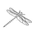 Vector design of dragonfly and colorful icon. Set of dragonfly and beauty stock symbol for web.
