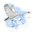 Illustration of drawing Flying flock Swans with watercolor spot effect. Hand drawn, doodle graphic design with birds. Royalty Free Stock Photo