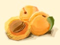 Vector illustration of drawing fruit apricot.
