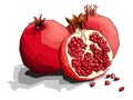 Vector illustration of drawing fruit pomegranates.