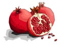Vector illustration of drawing fruit pomegranates. Royalty Free Stock Photo