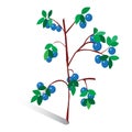 Vector illustration, drawn sprig of blueberries. Royalty Free Stock Photo