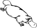 Duckbill Platypus Vector Illustration