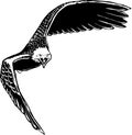 Eagle Tilted Illustration