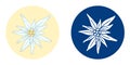 Vector illustration with 2 edelweiss flower white hand drawn on blue background and realistic. A simple icon for a logo.