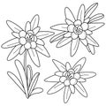 Edelweiss flowers. Isolated edelweiss on white background. Vector black and white coloring page.