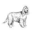 Vector illustration of an English Cocker Spaniel isolated on a white background. Sketch with a pet in the style of engraving. A