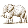 Vector illustration of engraving elephant