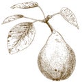 Engraving illustration of pear Royalty Free Stock Photo