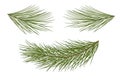 Vector illustration. Eps 10.Set of pine branches for festive dec