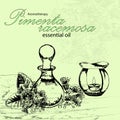 Vector illustration of essential oil of pimenta racemosa