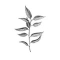 Vector illustration in eucalyptus outline, ink sketch style. Branch with leaves Medicinal herb. Engraved art. Suitable for