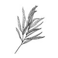 Vector illustration of eucalyptus willow in line sketch style. Branch with leaves. Winter medicinal herb. Suitable for cosmetics,