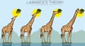 Giraffe evolution Royalty Free Stock Photo
