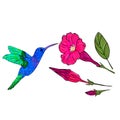 Vector illustration with exotic birds and flowers. Royalty Free Stock Photo