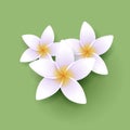 Vector illustration of exotic frangipani flower, tropical resort spa composition of three flowers