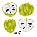 Vector illustration of an exotic fruit. Annona cherimola set. Collection of hand drawn tropical fruit icons