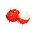 Vector illustration of exotic fruit rambutan isolated on white. Royalty Free Stock Photo