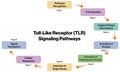 Flowchart of Toll Like Receptor Pathways in Immune Response on White Background. Royalty Free Stock Photo