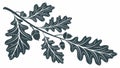 Oak Leaf Cluster, Nature Botanical Vector Graphic Royalty Free Stock Photo