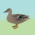Female wild duck vector illustration