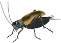 Field Cricket Illustration