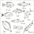 Vector illustration of fish