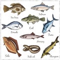 Vector illustration of fish