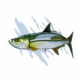 Vector logo illustration tarpon fish