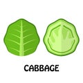 Vector Illustration Flat Cabbage isolated on white background , Raw materials fresh Royalty Free Stock Photo