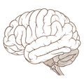 Coloured brainstem of human brain anatomy side view flat