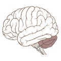 Coloured cerebellum of human brain anatomy side view flat