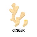 Vector Illustration Flat Ginger isolated on white background , Raw materials fresh