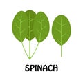 Vector Illustration Flat Spinach isolated on white background , Raw materials fresh Royalty Free Stock Photo