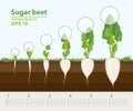 Vector illustration in flat style. Phases and stage of growth, development and productivity of sugar beet in the garden