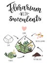 Vector illustration of a florarium with succulents